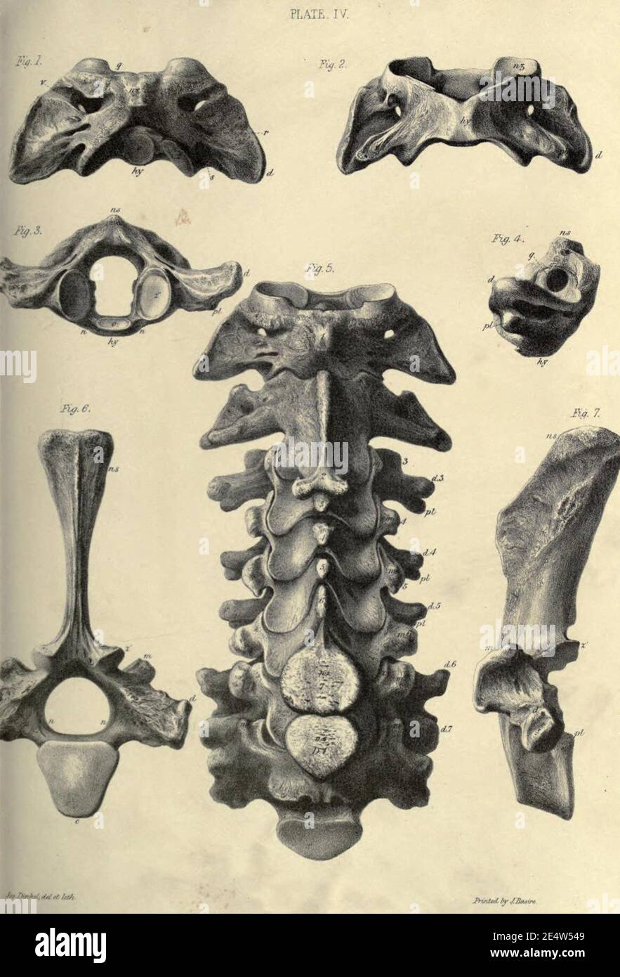 Memoiren über das Megatherium oder riesige Bodenfaulheit Amerikas Stockfoto