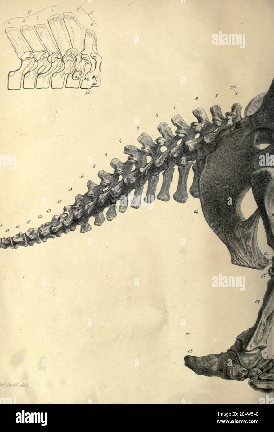 Memoiren über das Megatherium oder riesige Bodenfaulheit Amerikas Stockfoto