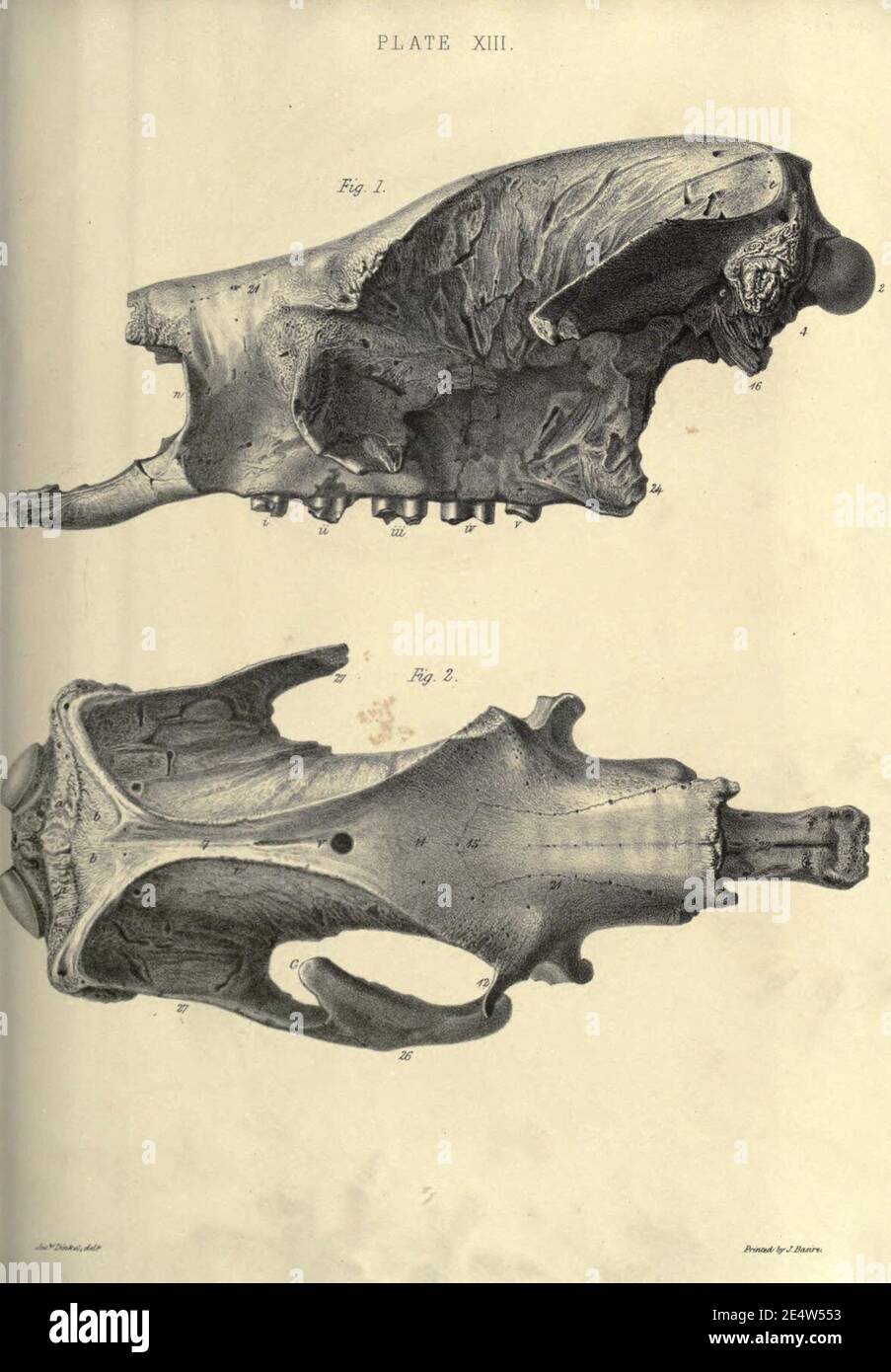 Memoiren über das Megatherium oder riesige Bodenfaulheit Amerikas Stockfoto