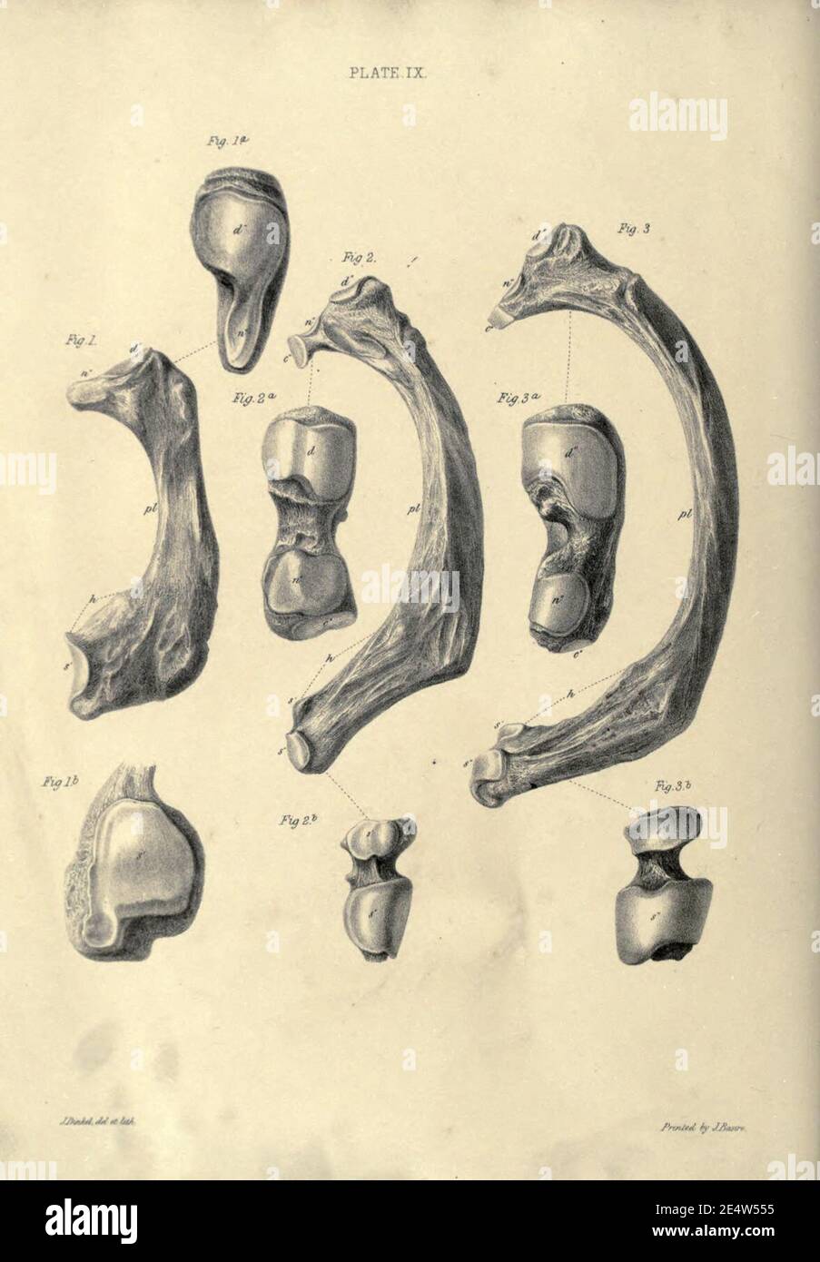 Memoiren über das Megatherium oder riesige Bodenfaulheit Amerikas Stockfoto