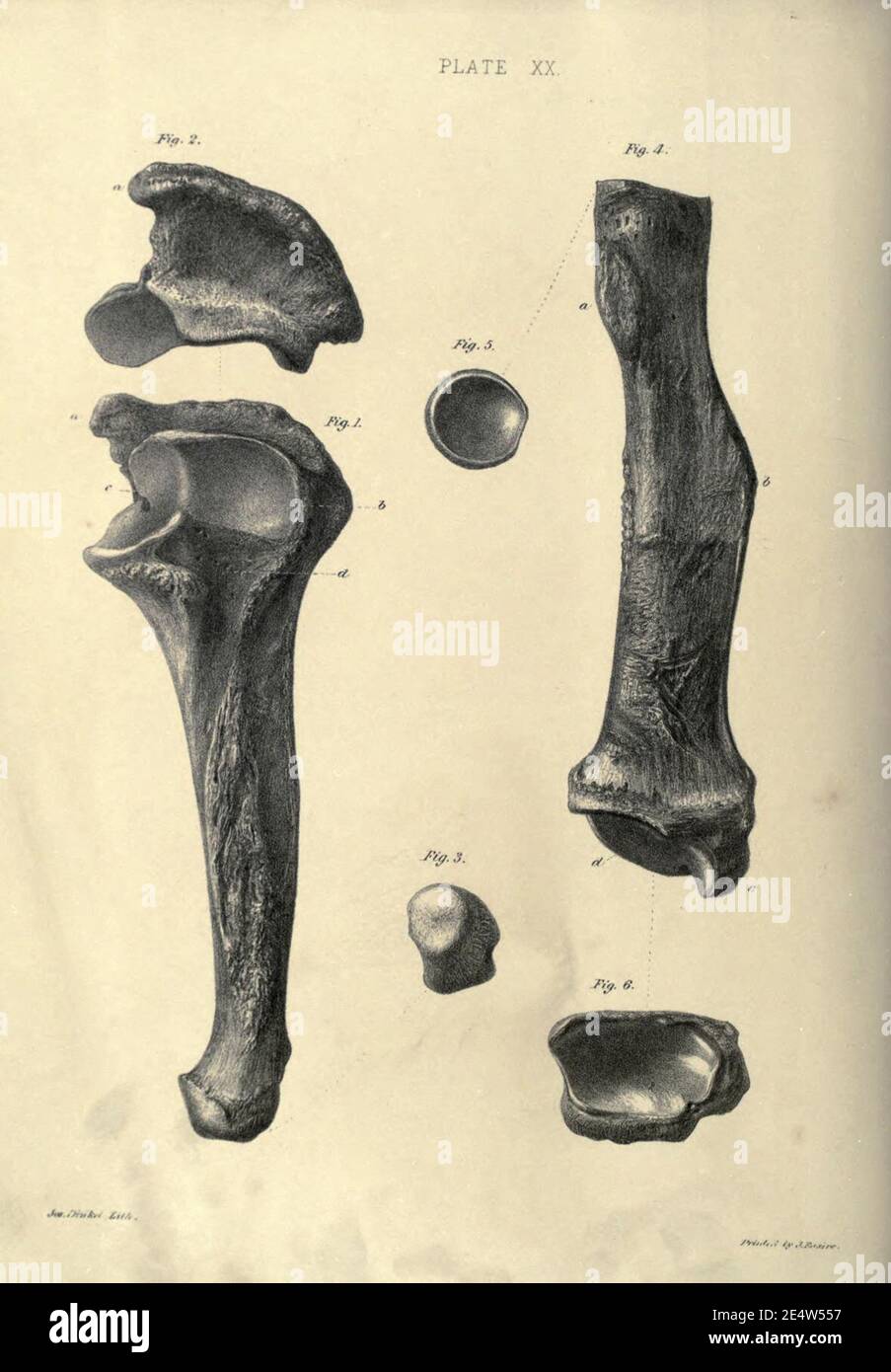 Memoiren über das Megatherium oder riesige Bodenfaulheit Amerikas Stockfoto