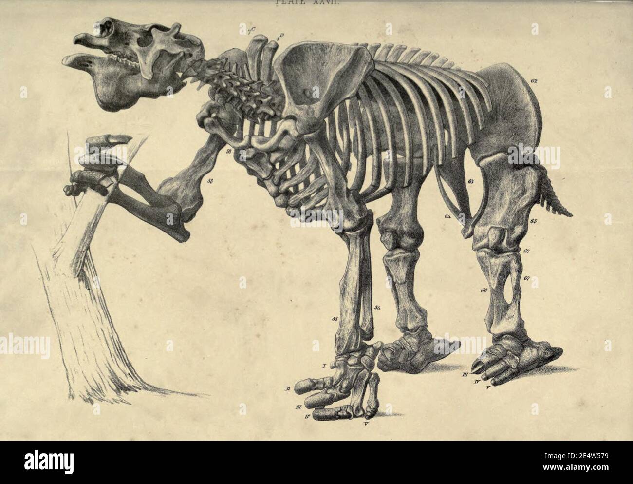 Memoiren über das Megatherium oder riesige Bodenfaulheit Amerikas Stockfoto