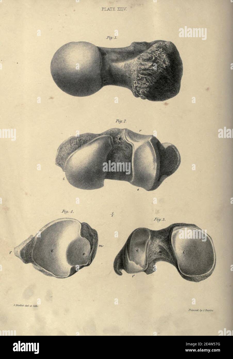 Memoiren über das Megatherium oder riesige Bodenfaulheit Amerikas Stockfoto