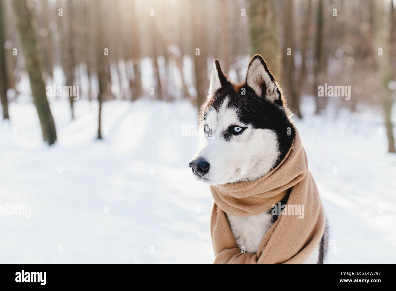 Husky in einem Schal in einem verschneiten Wald gewickelt Stockfoto