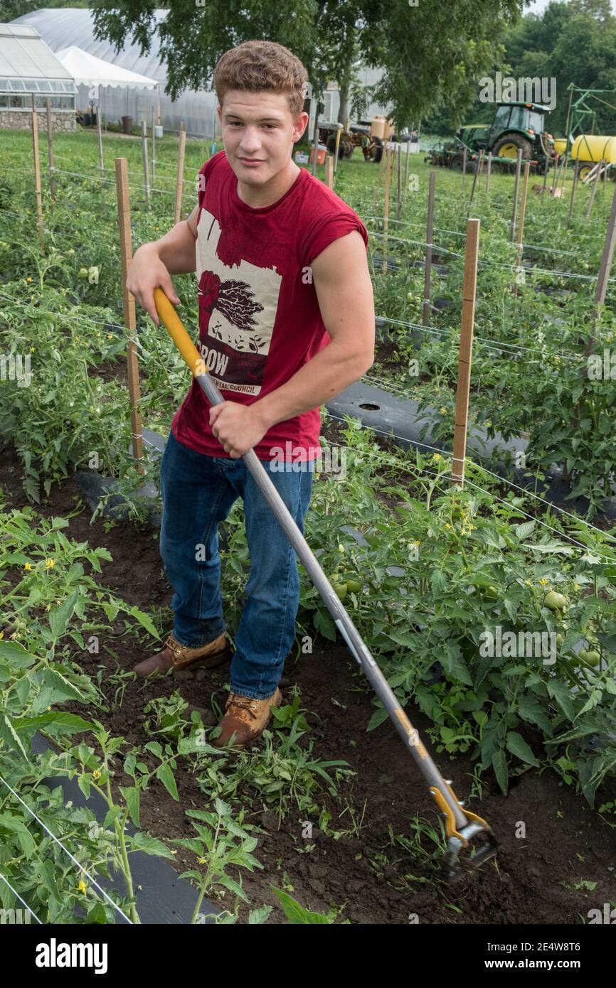 Menschen, die in einem großen Gemeinschaftsgarten arbeiten, um Nahrung zu produzieren Für die Worcester Food Bank Stockfoto