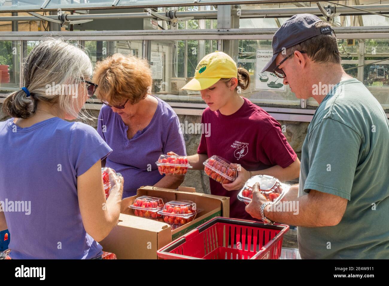 Menschen, die in einem großen Gemeinschaftsgarten arbeiten, um Nahrung zu produzieren Für die Worcester Food Bank Stockfoto