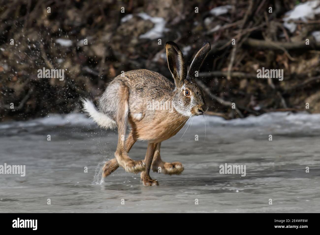 Hare auf gefrorenem Teich laufen. Wildes Tier in der Natur Stockfoto