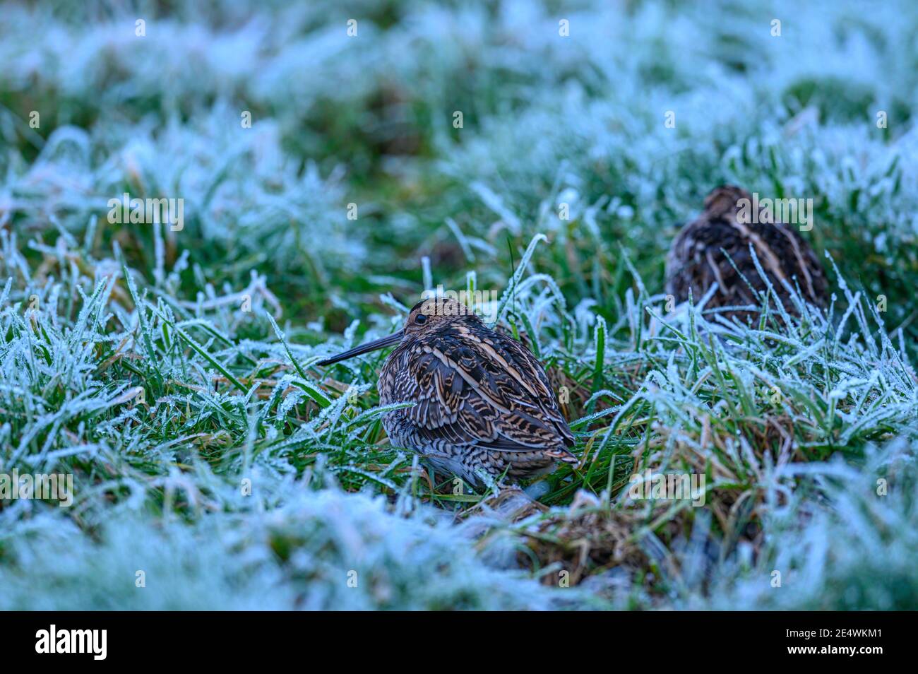 Gewöhnliche Schnepfenschnepfe Gallinago gallinago Fütterung in frostigen Bedingungen auf einem Norfolk Airfield. Stockfoto