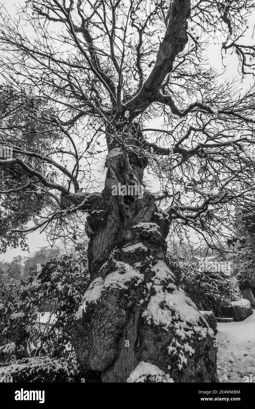 Ein schneebedeckter Edelkastanienbaum in Hampstead, London. Stockfoto