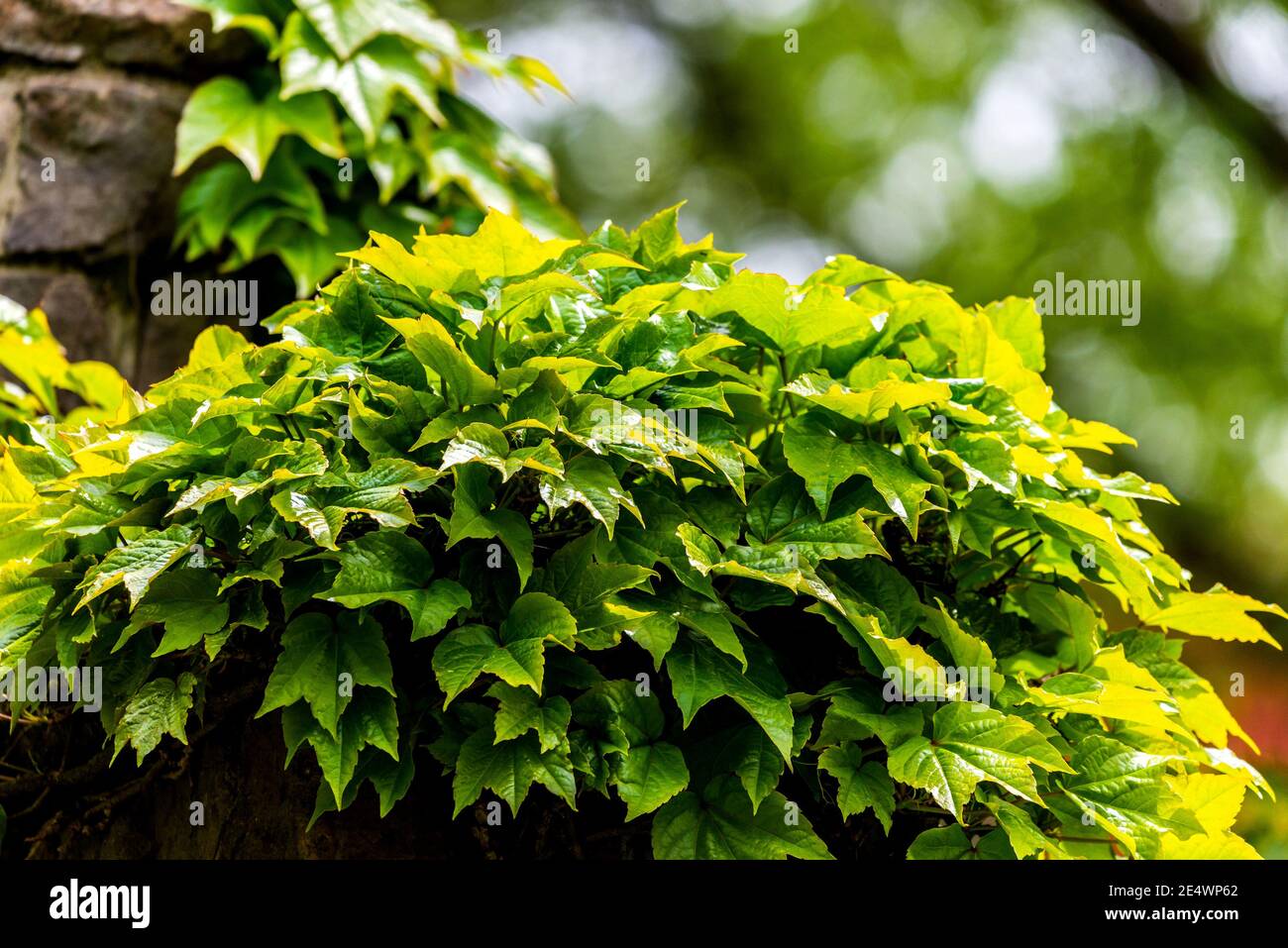 Englisch Ivy oder Hedera Helix ist eine anhaftende immergrüne Weinpflanze. Stockfoto