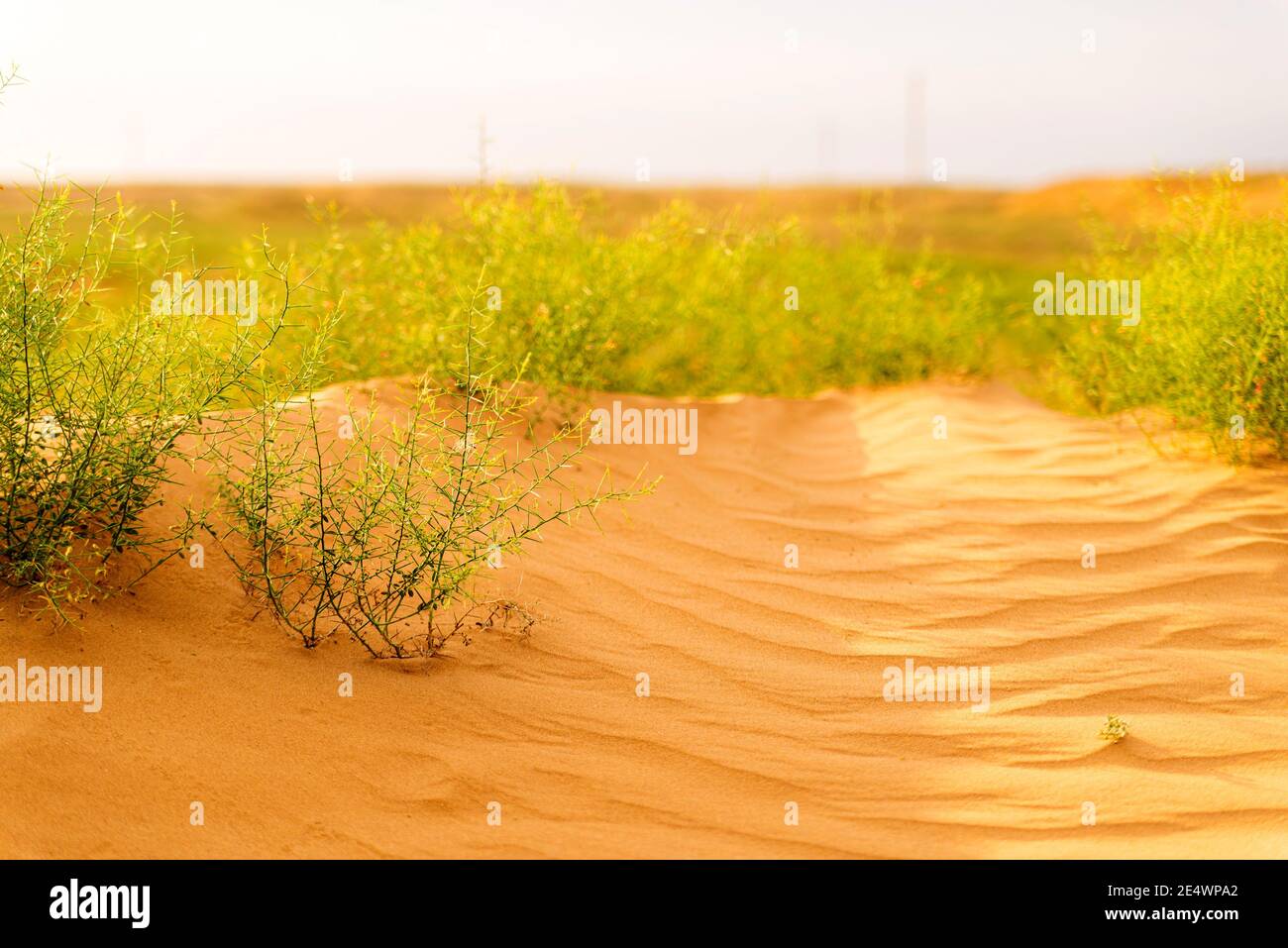 Wüstenpflanze. Kameldornpflanze. Grüner Busch in der Wüste. Grünes Gras auf getrocknetem Boden. Wüstenboden. Wüstenlandschaft im Sommer. Stockfoto
