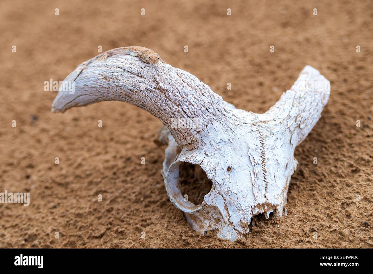 Getupfte krötenköpfige Agama auf einem Schädel oder Knochen. Stockfoto