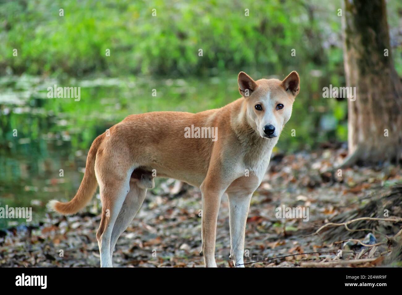 Der indische Pariah-Hund, auch bekannt als der indische einheimische Hund oder INDog, südasiatischer pye-Hund und Desi Dog, ist eine Landrasse des Hundes aus dem indischen Subcon Stockfoto