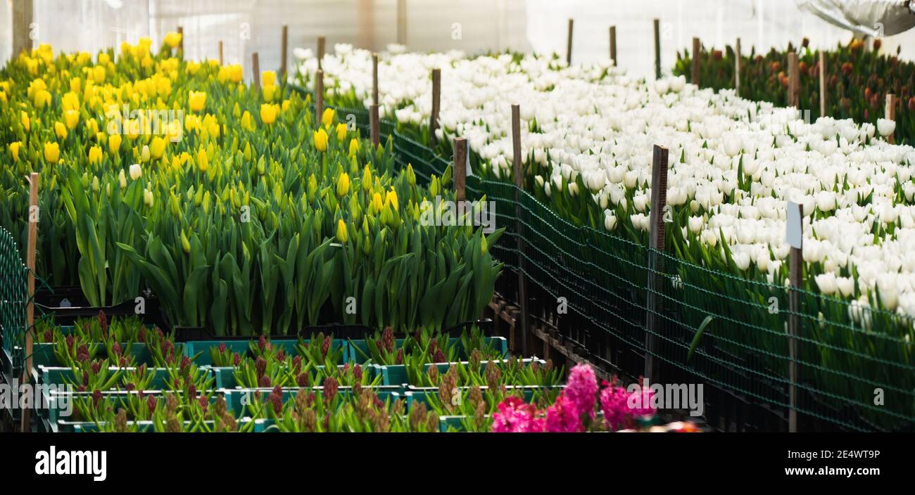 Gewächshäuser für wachsende Tulpen. Blumenzucht Stockfoto