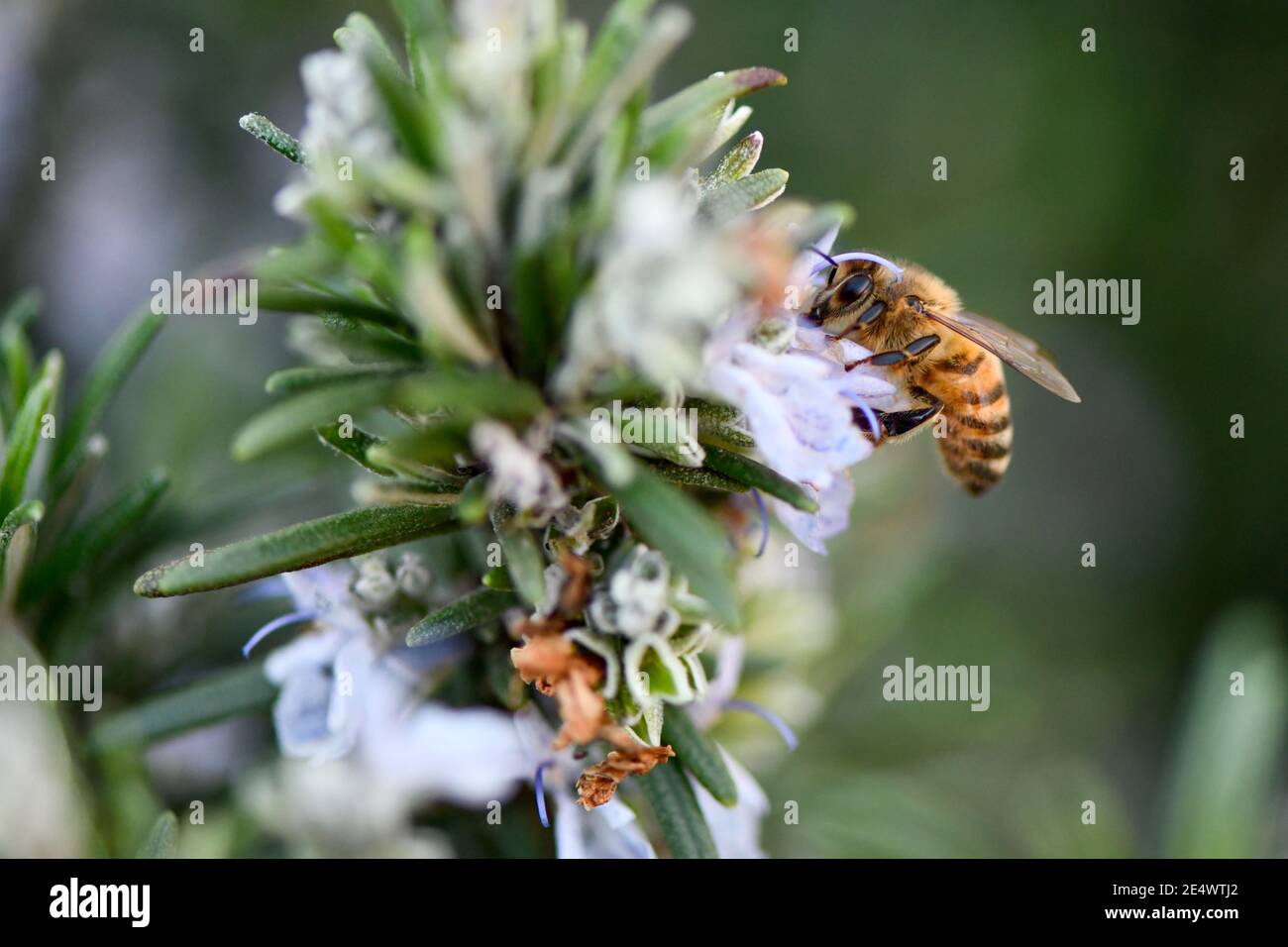 Bienen sammeln Pollen im Garten auf Pflanze Stockfoto