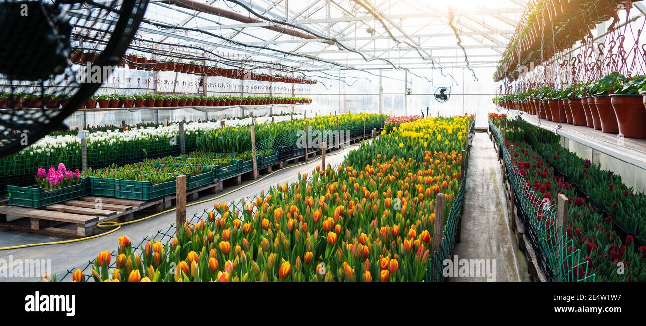 Gewächshäuser für wachsende Tulpen. Blumenzucht Stockfoto