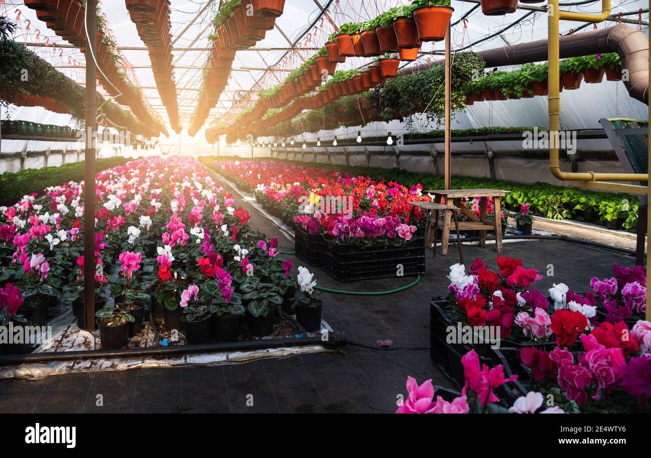 Gewächshäuser für wachsende Blumen. Blumenindustrie Stockfoto