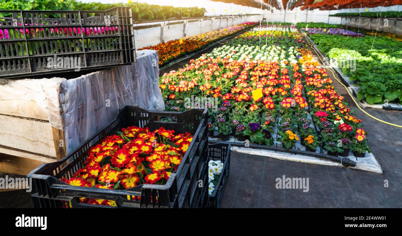 Gewächshäuser für wachsende Blumen. Blumenindustrie Stockfoto