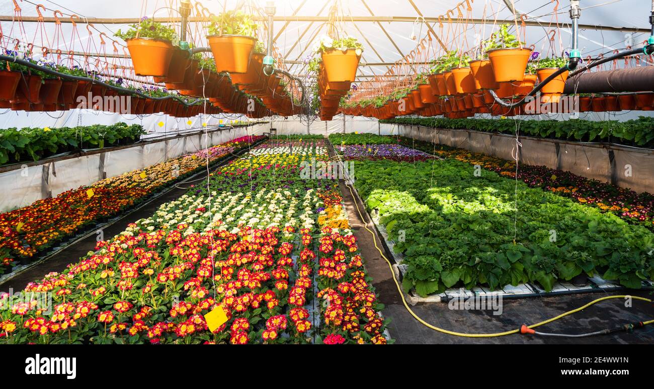 Gewächshäuser für wachsende Blumen. Blumenindustrie Stockfoto