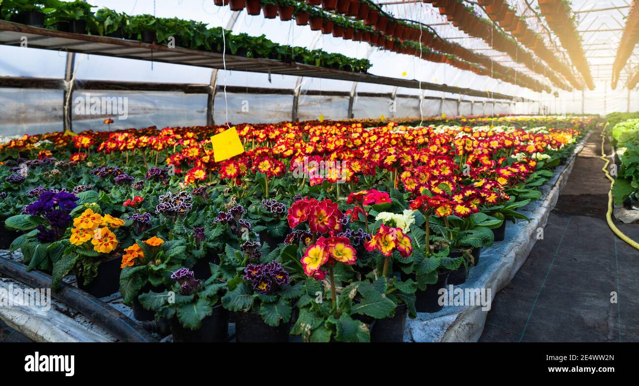 Gewächshäuser für wachsende Blumen. Blumenindustrie Stockfoto