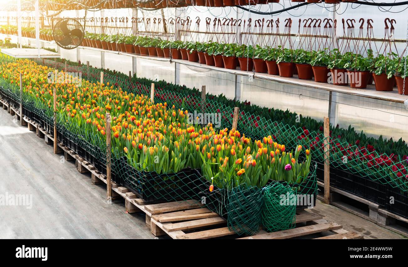 Gewächshäuser für wachsende Tulpen. Blumenzucht Stockfoto