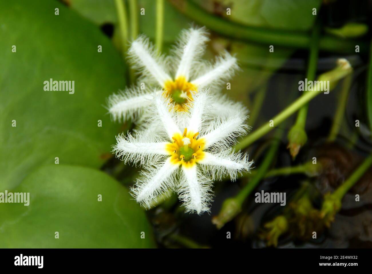 Blühende weiße Wasser Schneeflocke Blumen im Garten Stockfoto