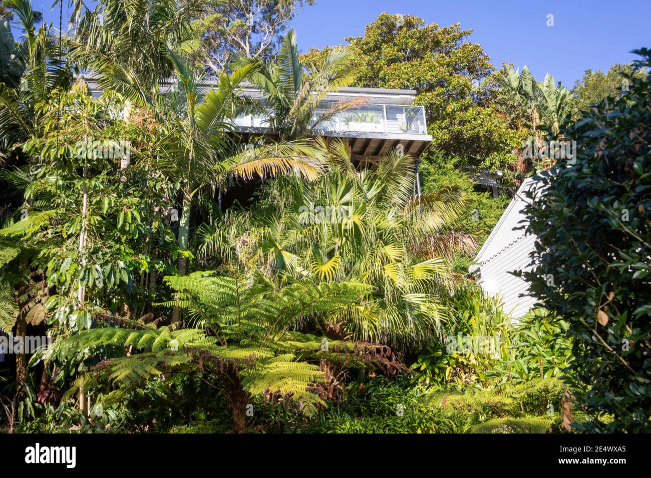 Palm Beach Vorort Sydney, Baumkronen Haus mit üppigen tropischen grünen Garten, Sydney nördlichen Stränden, NSW, Australien Stockfoto