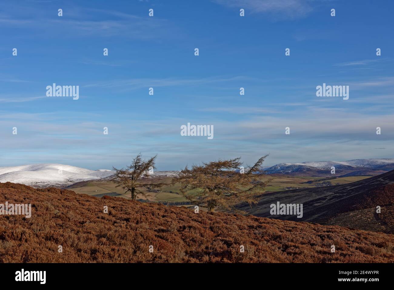 Zwei schottische Kiefern, Pinus sylvestris an den unteren Hängen des White Caterthun Hill Fort, mit dem schneebedeckten Angus Glens im Hintergrund. Stockfoto