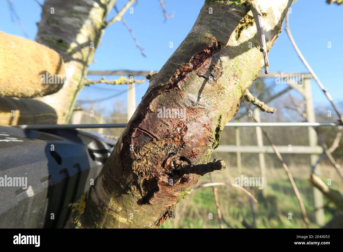 Einen Obstbaum beschneiden Stockfoto