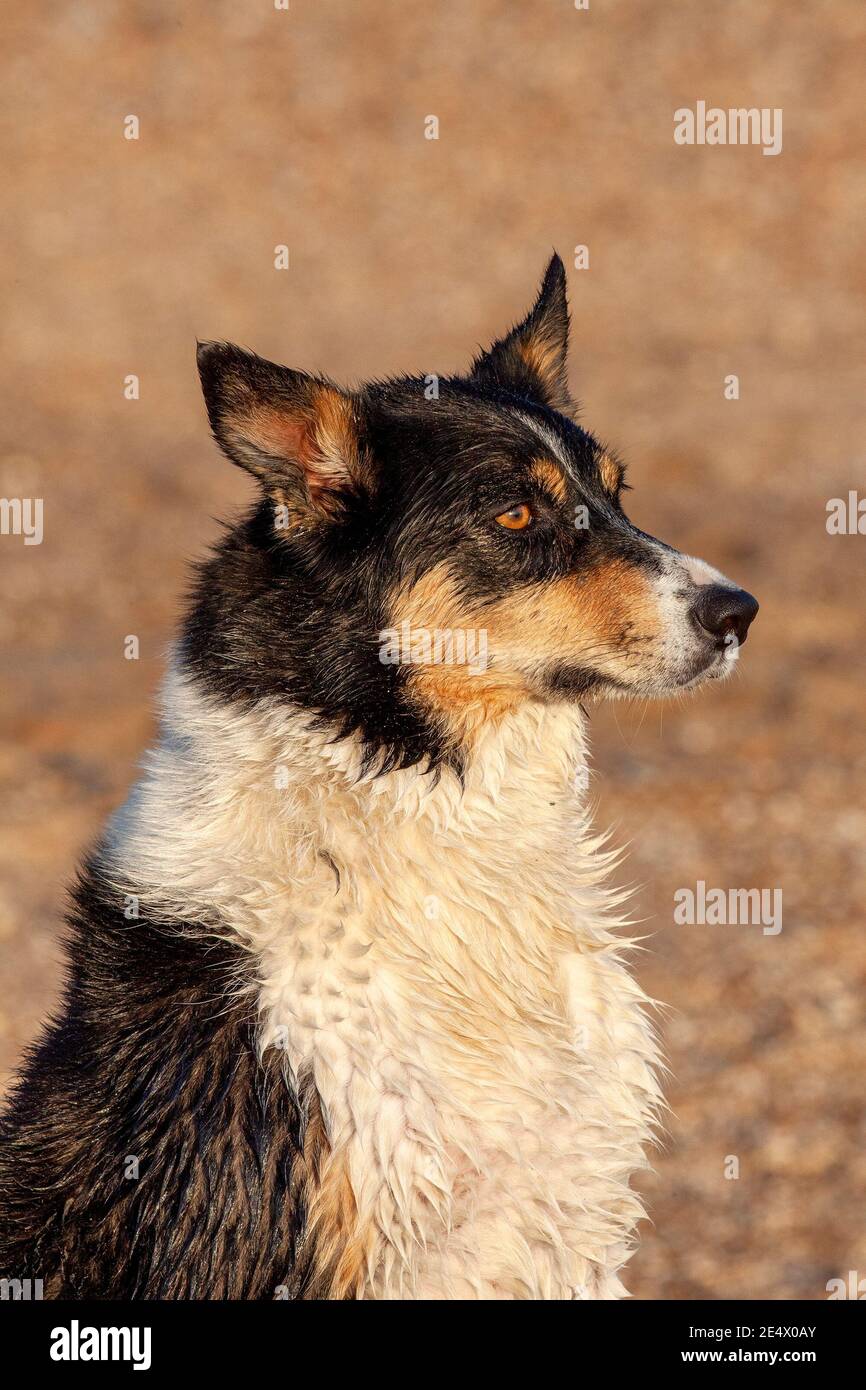Dreifarbige Border Collie sitzt an einem Strand Stockfoto