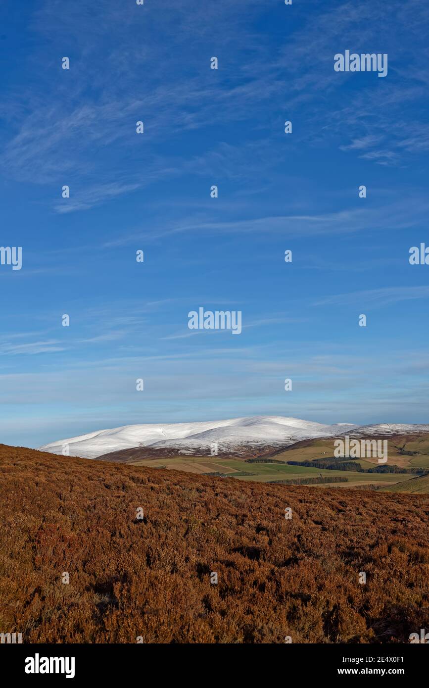 Die schneebedeckten Berge der Angus Glens von den Heather Hängen des White Caterthun Hill Fort in der Nähe von Brechin in Angus. Stockfoto
