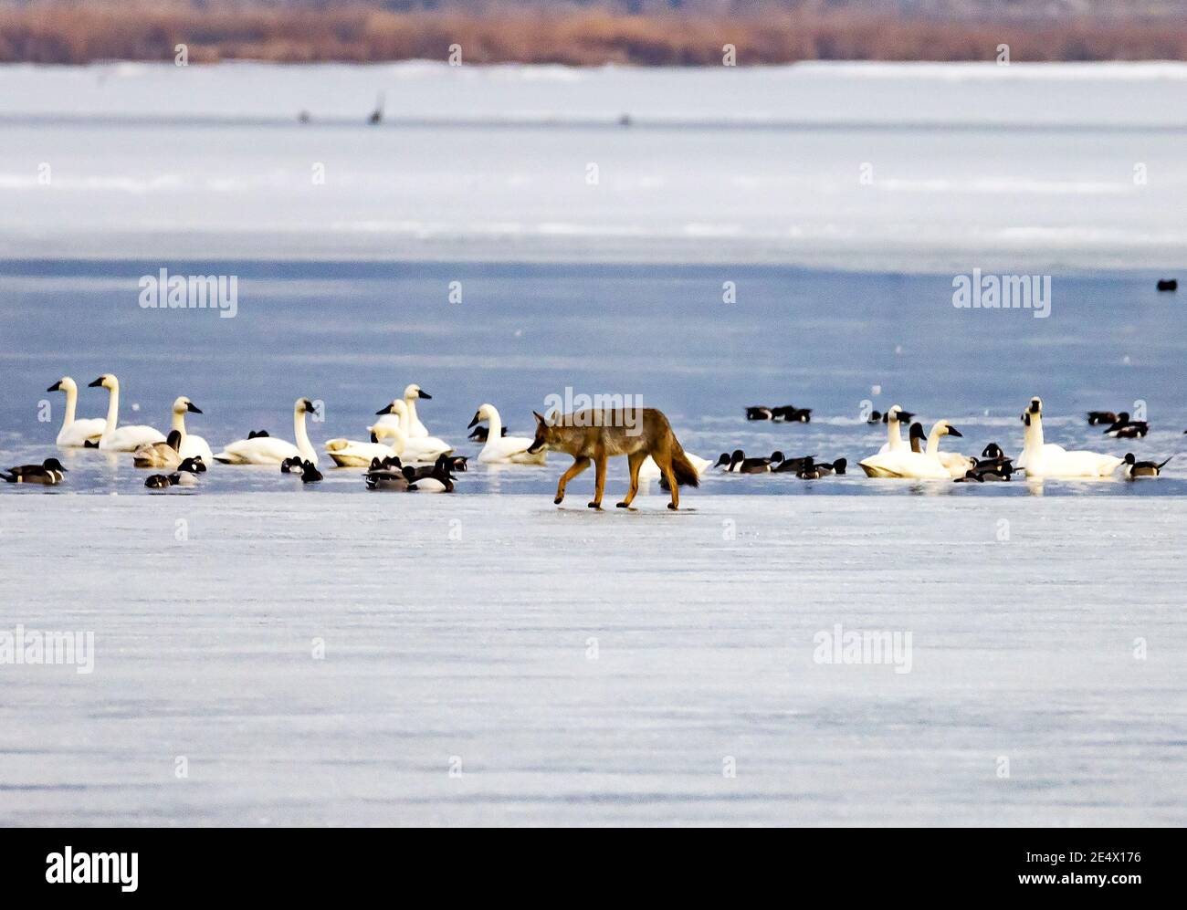 Ein hungriger Kojote (Canis latrans) stielt einige Tundra Swans (Cygnus columbianus) im Wasser ein paar Meter entfernt in Farmington Bay WMA, Utah, USA. Stockfoto