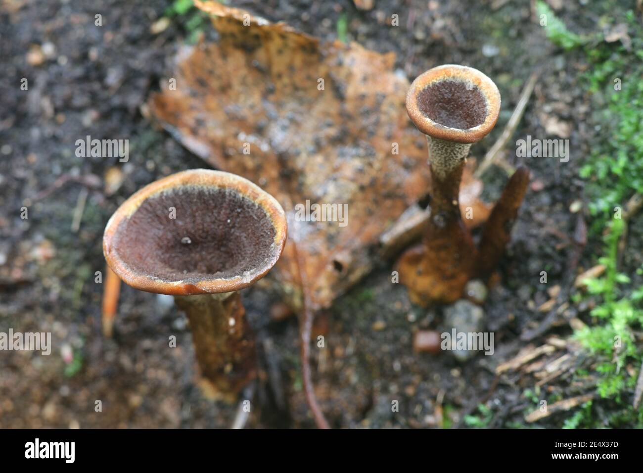 Coltricia perennis, bekannt als Tigers Eye polypore, junges Exemplar, Wildpilz aus Finnland Stockfoto