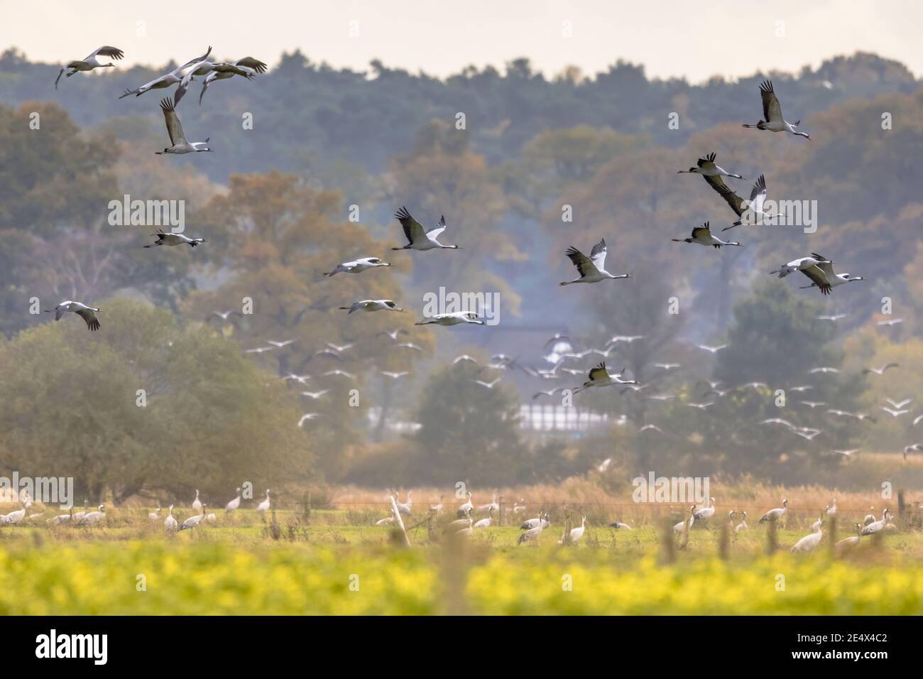 Gruppen von Kranichvögeln (Grus grus) auf dem Zug in Futterhabitat auf deutscher Landschaft im Oktober. Deutschland Stockfoto