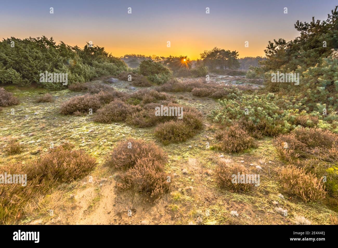 Heide in hügeligem Gelände an einem kalten Morgen mit Reif im november, Drenthe Provinz, Niederlande. Landschaft Szene in der Natur Europas, Stockfoto