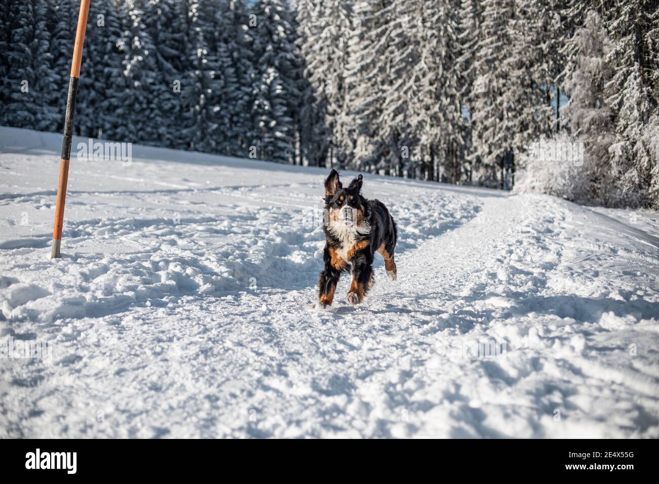 Ein Berner Sennenhund läuft auf dem Schnee in der Österreichische Alpen im Winter Stockfoto