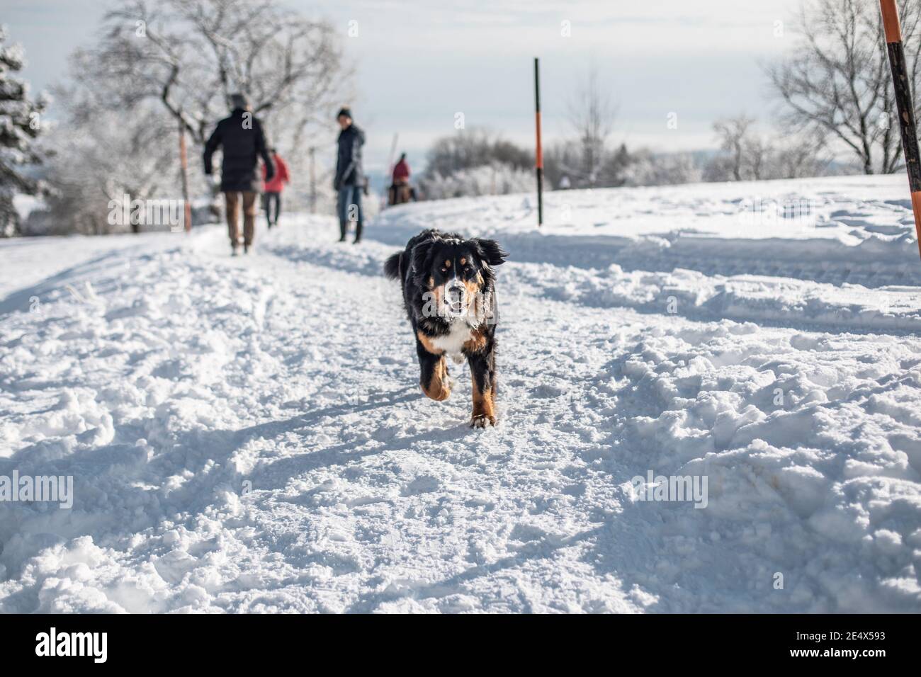Ein Berner Sennenhund läuft auf dem Schnee in der Österreichische Alpen im Winter Stockfoto