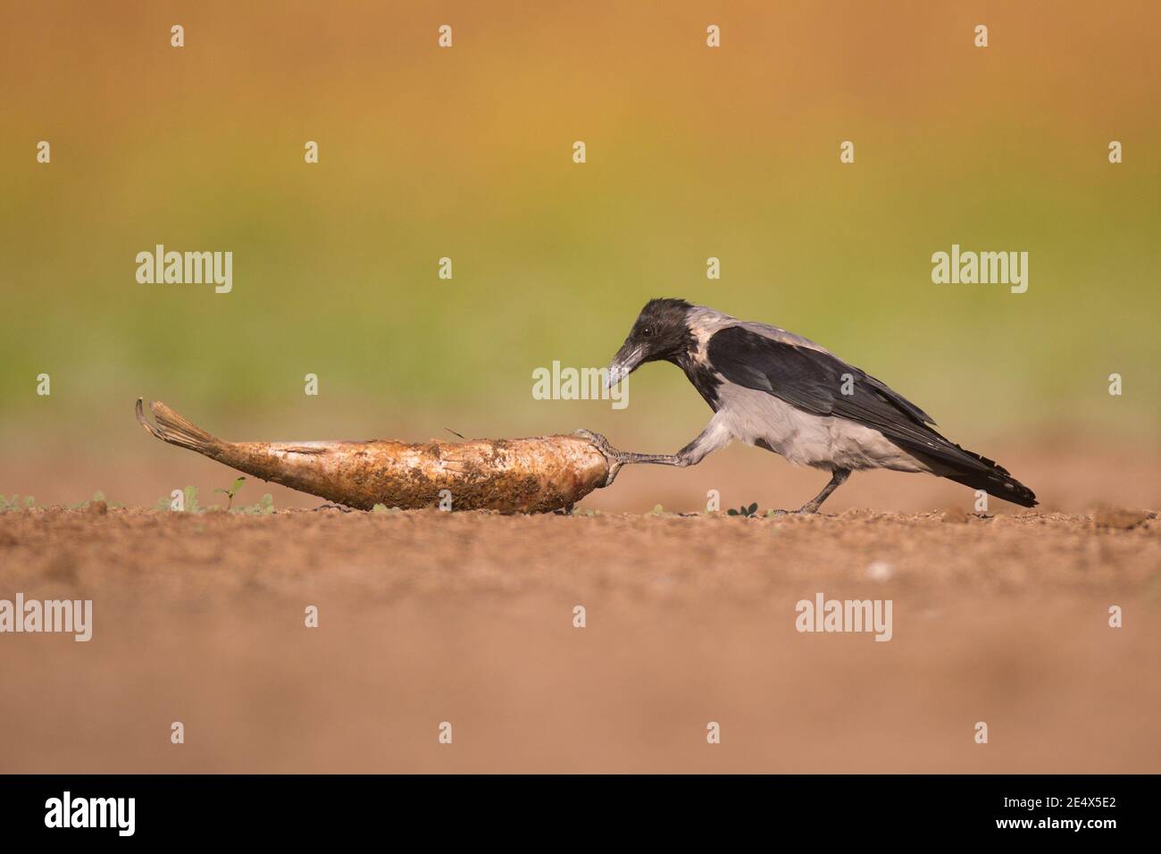 Hooded Crow (Corvus cornix) fotografiert in Israel im Oktober Stockfoto