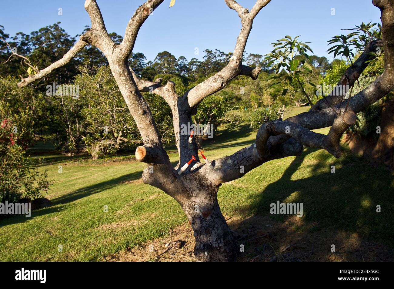 Ein frisch beschnitter Avocado-Baum (Persea americana) wird mit einem Fungizid injiziert, um Wurzelfäule zu verhindern. Stockfoto