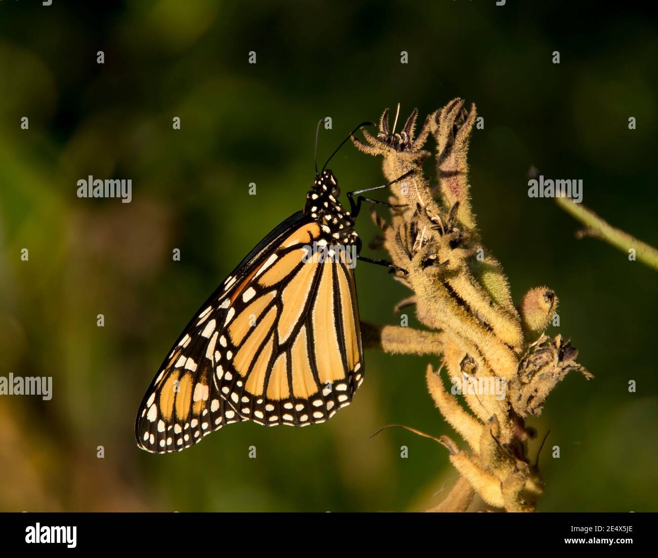 Ein Monarch-Schmetterling (Danaus plexippus) auf einer verdrehten Weinrebe in Queensland Australien. Markante schwarze, weiße und orangefarbene Markierungen. Stockfoto