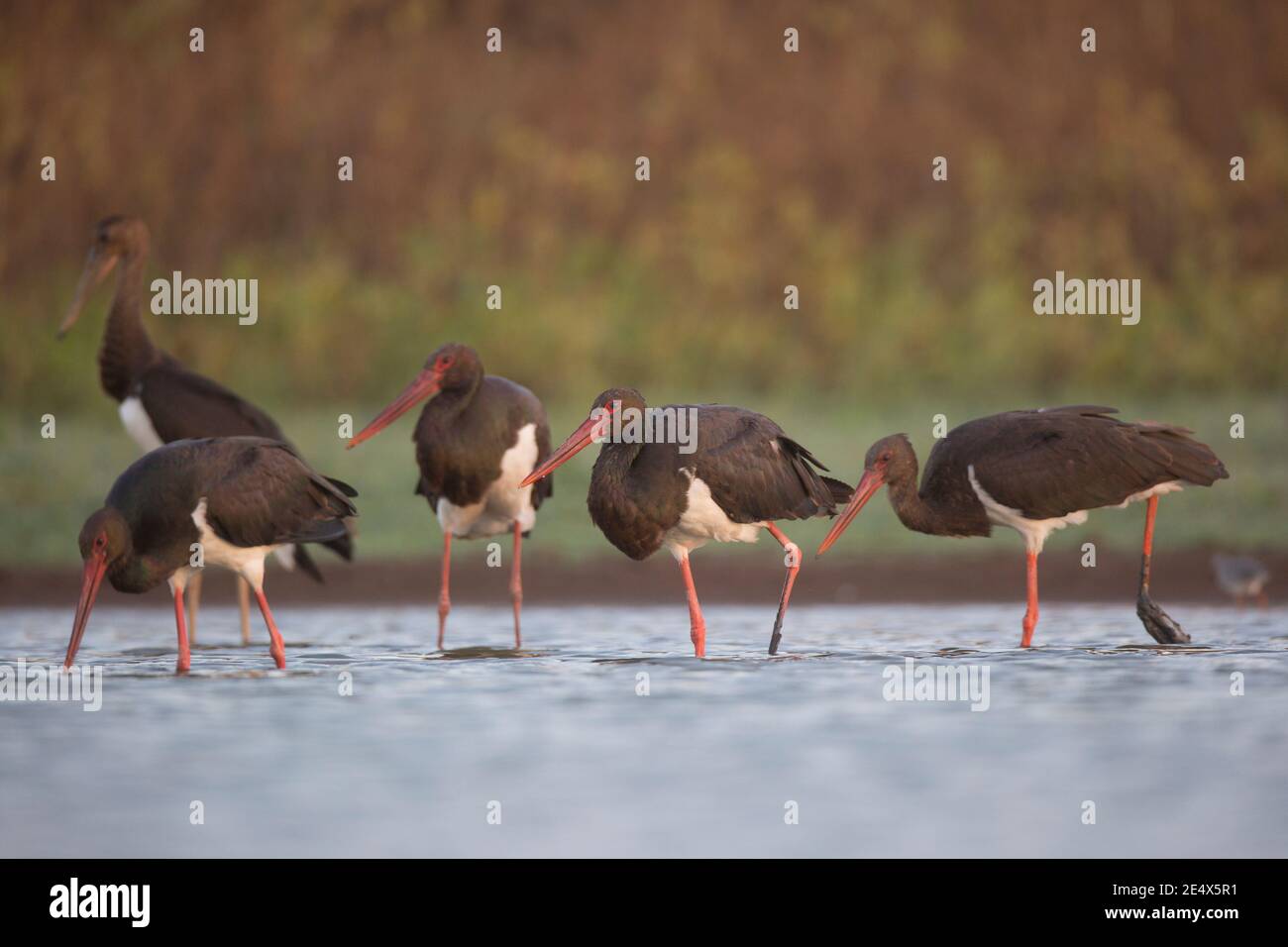 Der Schwarzstorch (Ciconia nigra) ist ein großer Watvogel aus der Storchfamilie Ciconiidae. Es ist eine weit verbreitete, aber seltene Art, die in der wa brütet Stockfoto