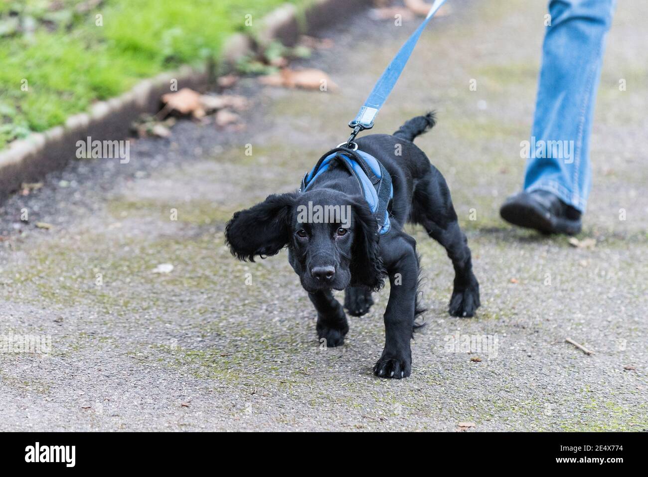 Ein junger arbeitender Cocker Spaniel Welpe, der an einer Bleileine läuft. Stockfoto