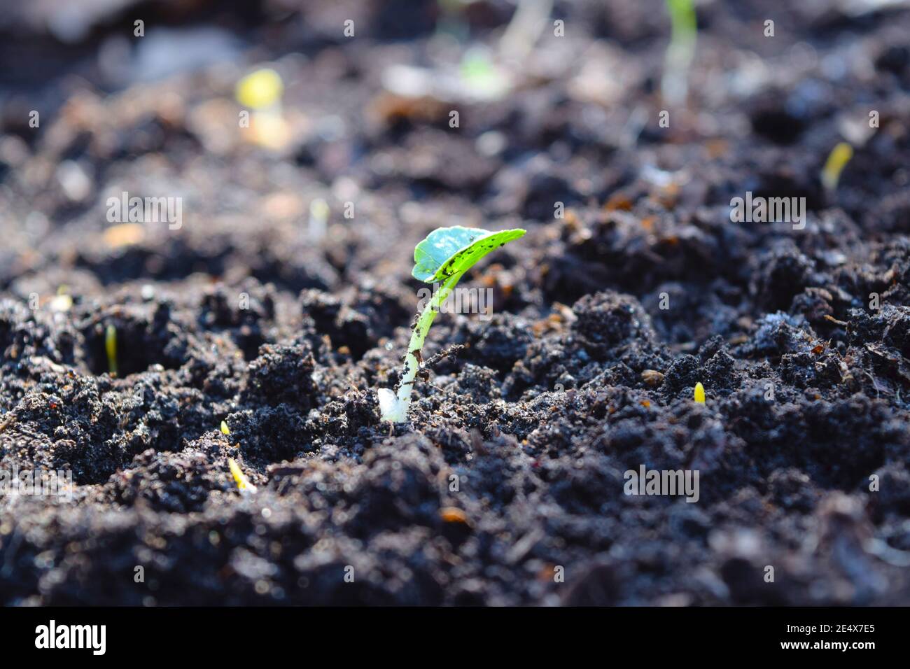 Grüner Jungkeim wächst in schwarzem Boden mit den Strahlen der Sonne. Neues Leben im Frühling. Stockfoto