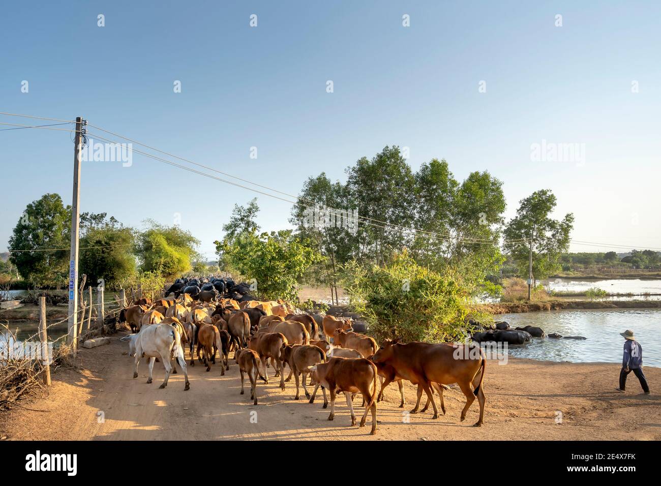 Binh Thanh Commune, Tuy Phong District, Binh Thuan Province, Vietnam - 15. Januar 2021: Eine Herde von Rindern und Büffeln von Bauern in Binh Thuan provi Stockfoto