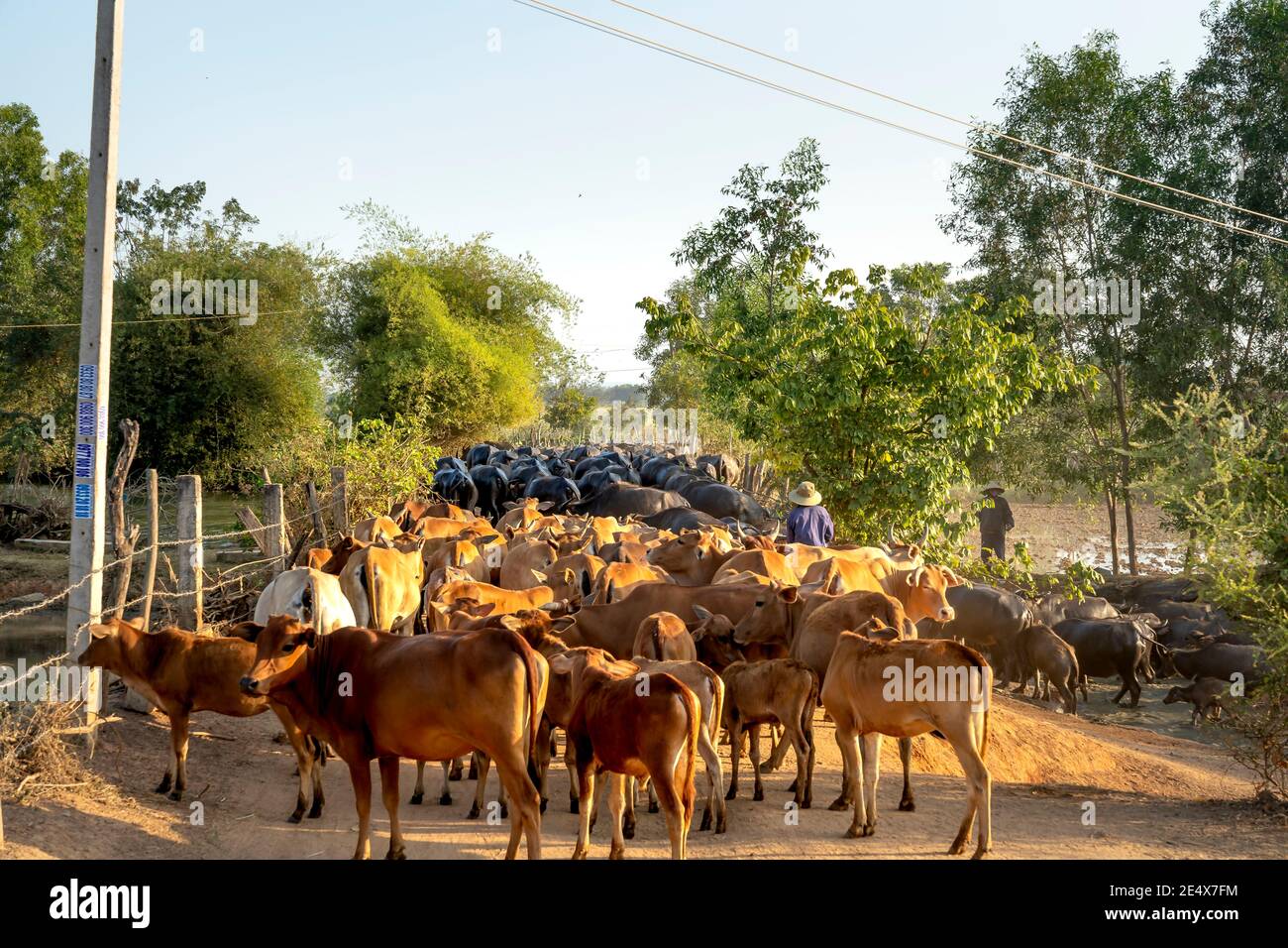 Binh Thanh Commune, Tuy Phong District, Binh Thuan Province, Vietnam - 15. Januar 2021: Eine Herde von Rindern und Büffeln von Bauern in Binh Thuan provi Stockfoto
