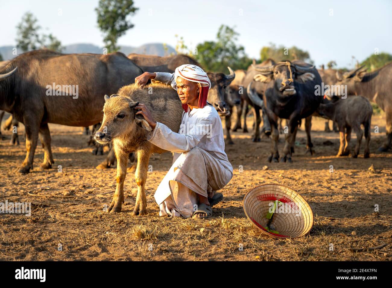 Binh Thanh Kommune, Tuy Phong Bezirk, Binh Thuan Provinz, Vietnam - 15. Januar 2021: Ein Cham ethnischen Minoryties Mann streichelte ein Büffelkalb in h Stockfoto