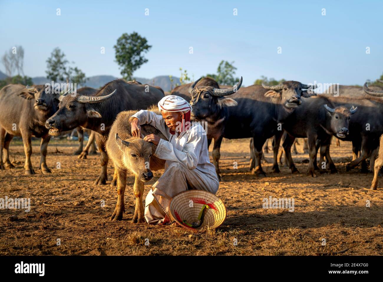 Binh Thanh Kommune, Tuy Phong Bezirk, Binh Thuan Provinz, Vietnam - 15. Januar 2021: Ein Cham ethnischen Minoryties Mann streichelte ein Büffelkalb in h Stockfoto