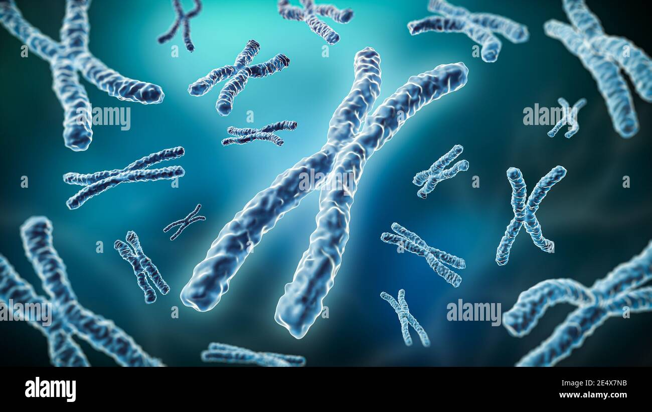 Chromosomenpaar auf blauem Hintergrund 3D-Darstellung. Genetik, Reproduktion, Meiose, Wissenschaft, Medizin Konzepte. Stockfoto