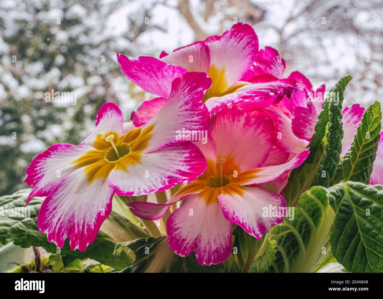 Blühende Gemeine Primel (Primula vulgaris Hybride) im Fenster, Bayern, Deutschland, Europa Stockfoto