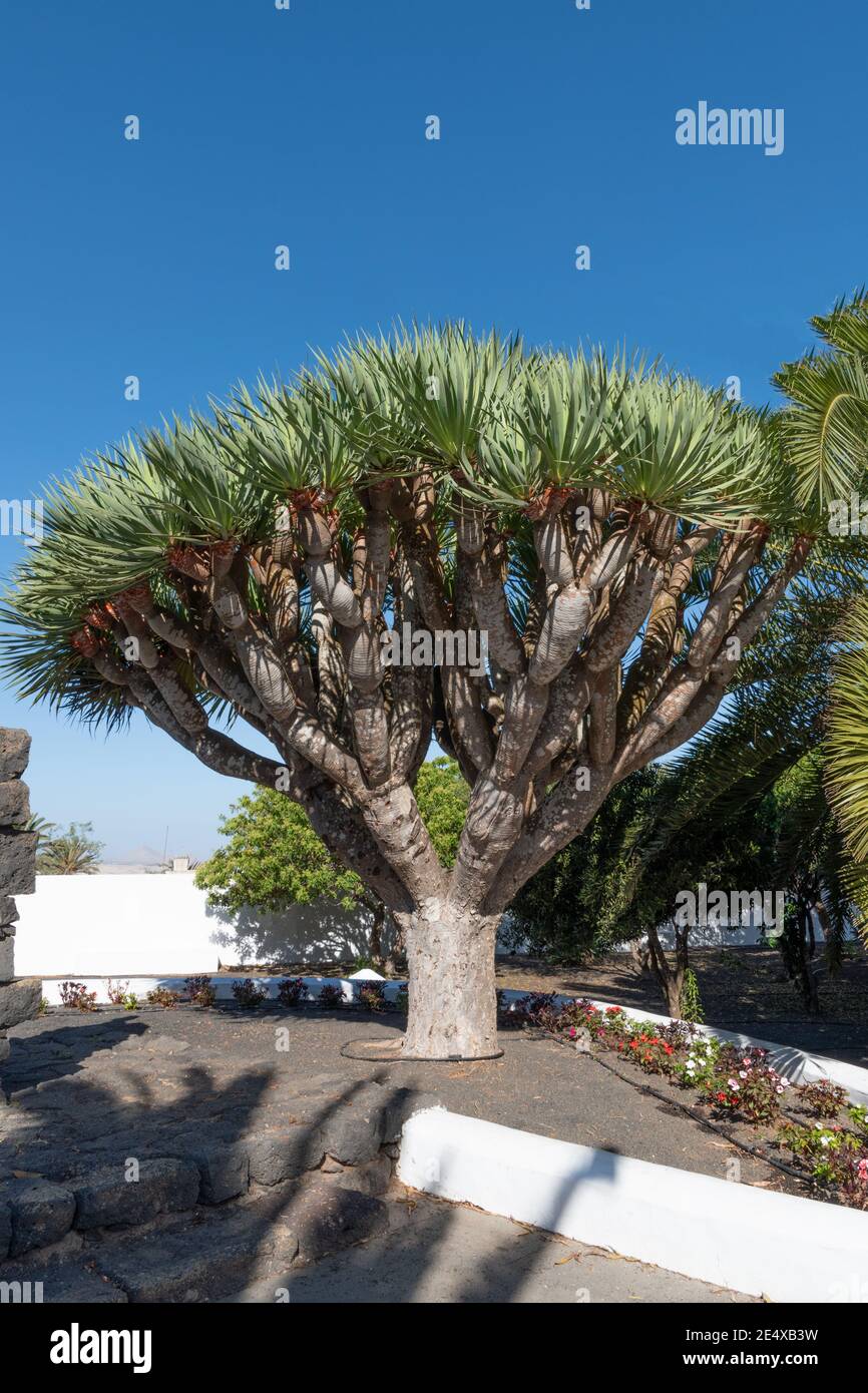 Drachenbaum der Kanarischen Inseln, typischer Baum der Kanarischen Inseln, Spanien Stockfoto